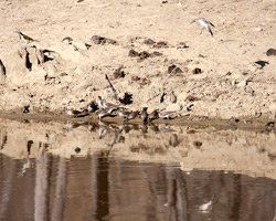 Little Friarbirds