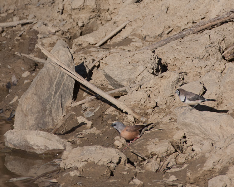 [Double-barred and Black-throated Finches]