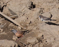 Double-barred and Black-throated Finches