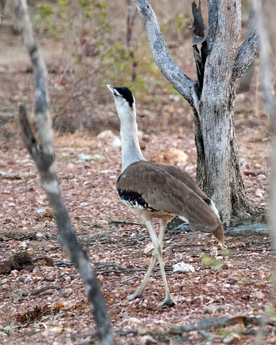 [Australian Bustard]