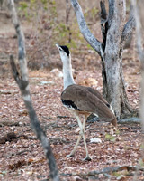 Australian Bustard