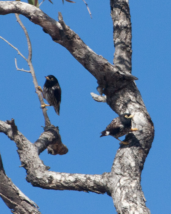 [Varied Sittella]