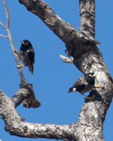 Varied Sittella