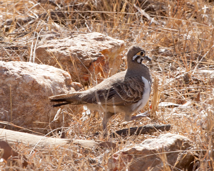 [Squatter Pigeon]