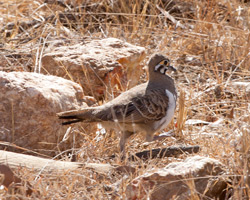 Squatter Pigeon