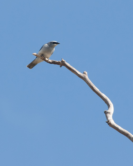 [White-bellied Cuckooshrike]