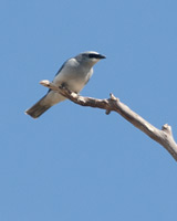 White-bellied Cuckoo-shrike