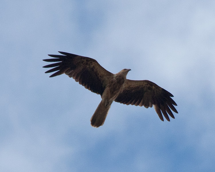 [Whistling Kite]