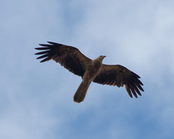 Whistling Kite