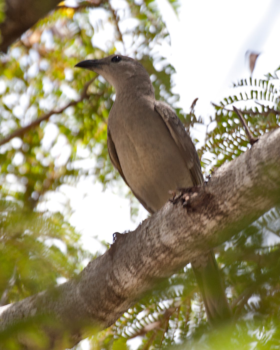 [Great Bowerbird]