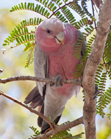 Galah