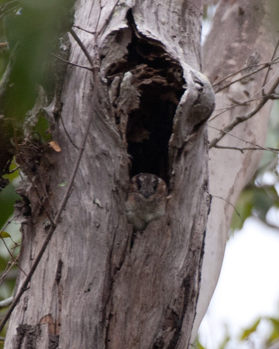 [Australian Owlet-nightjar]