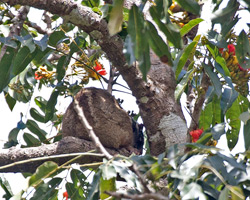 Green Ringtail Possum