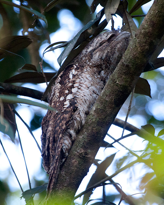 [Papuan Frogmouth]
