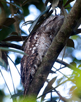 Papuan Frogmouth