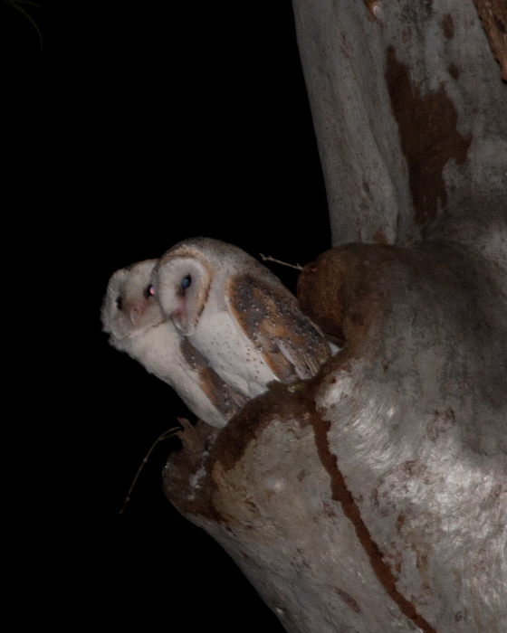 [Eastern Barn-Owl]