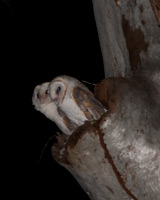 Eastern Barn-Owls