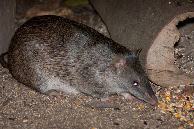 [Northern Brown Bandicoot]