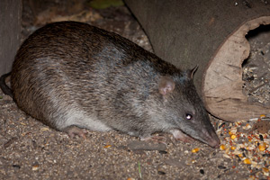 Northern Brown Bandicoot