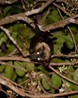 Spectacled Flying-fox