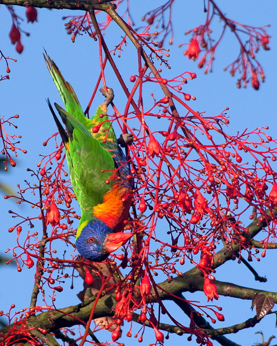 [Rainbow Lorikeet]