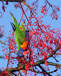 Rainbow Lorikeet