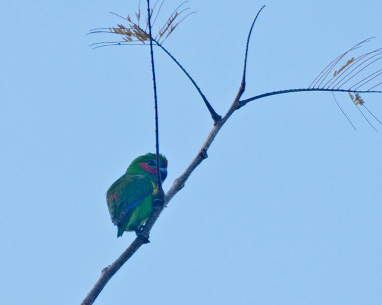 [Double-eyed Fig-Parrot]