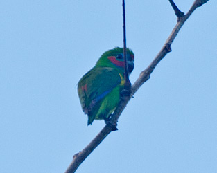 Double-eyed Fig-Parrot