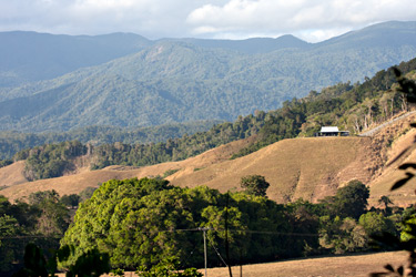 Daintree Area