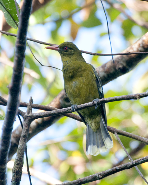 [Green Oriole]