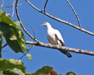 Torresian Imperial-Pigeon