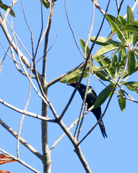 [Spangled Drongo]