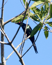 Spangled Drongo