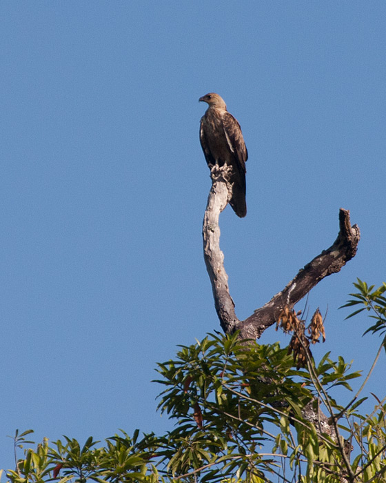 [Whistling Kite]