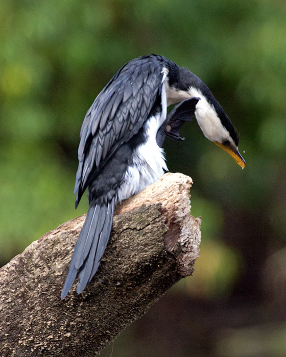 [Little Pied Cormorant]