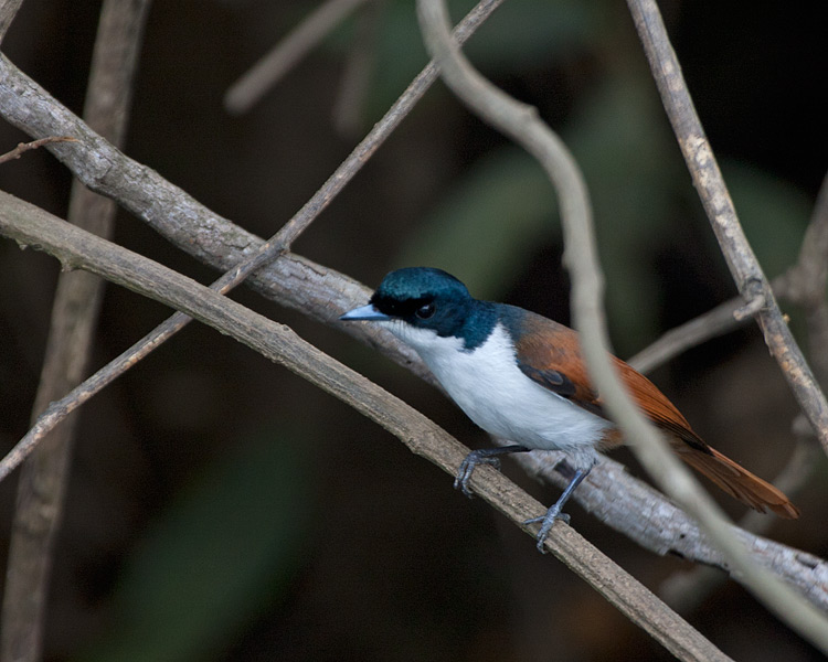 [Shining Flycatcher]