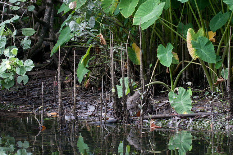 [Daintree River Detail]