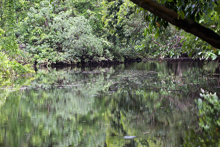 [Daintree River]