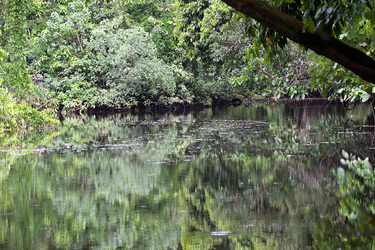 Daintree River