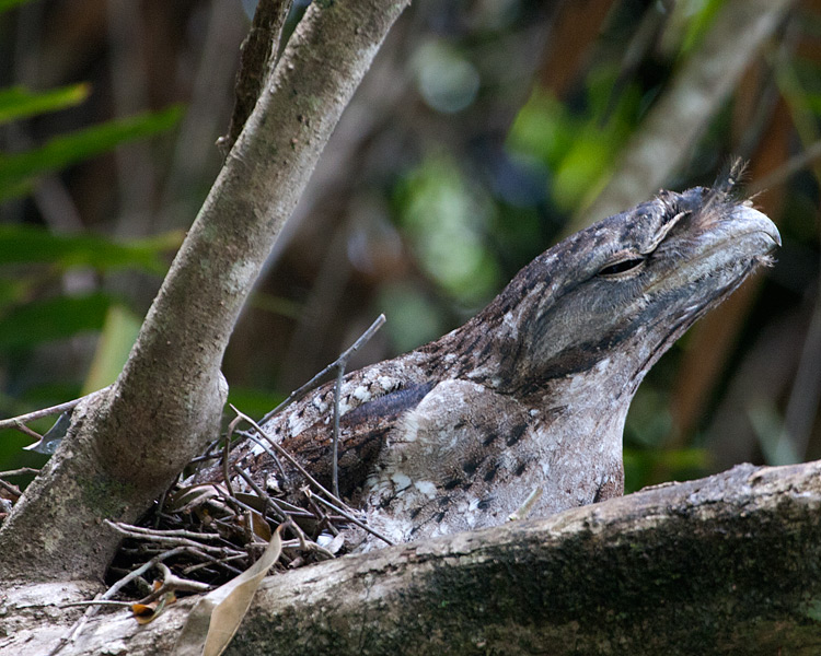 [Papuan Frogmouth]