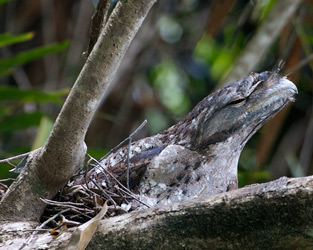 Papuan Frogmouth