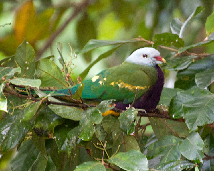 [Wompoo Fruit-Dove]