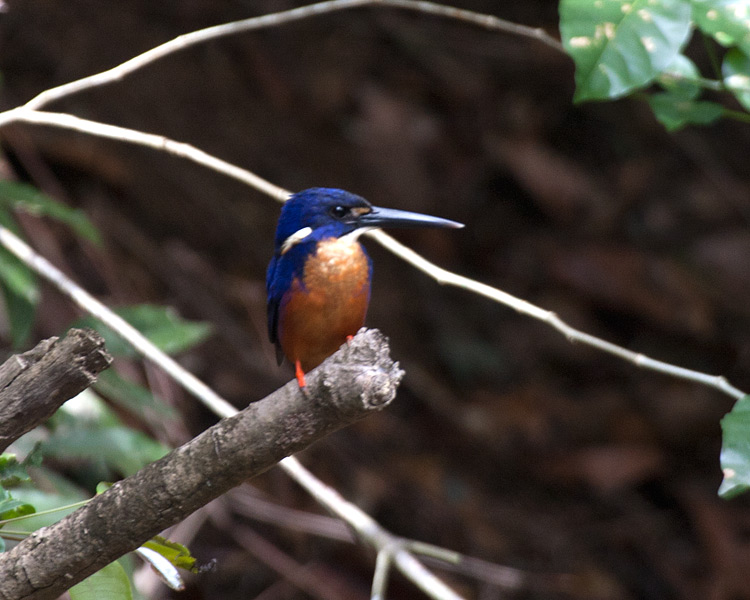 [Azure Kingfisher]