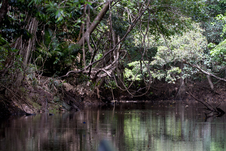 [Daintree River]