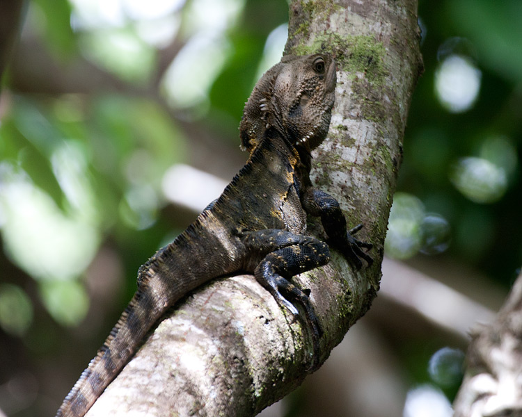 [Eastern Water Dragon]