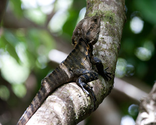 Eastern Water Dragon