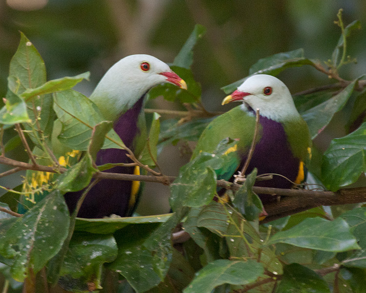 [Wompoo Fruit-Doves]