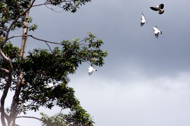 [Torresian Imperial Pigeons]