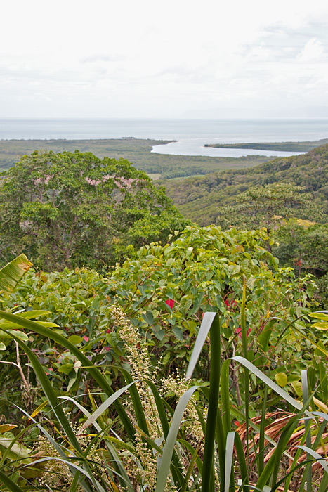 [Daintree River View]