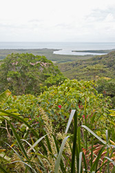 Daintree River View